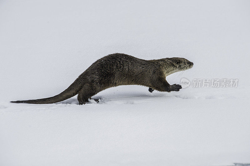 北美水獭，Lontra canadensis，也被称为北方水獭或普通水獭，是北美特有的半水栖哺乳动物。冬天在黄石河边和雪地里玩耍，黄石国家公园